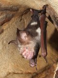 00395-2344 bat in Kenyalang Cave (cropped) - Photo by Garry K Smith